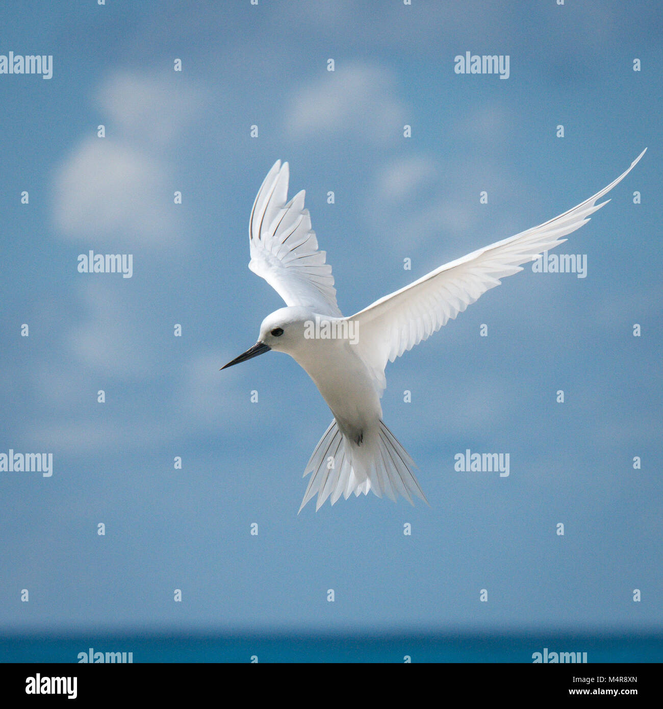 Tern bianco in volo e le Seicelle. Foto Stock