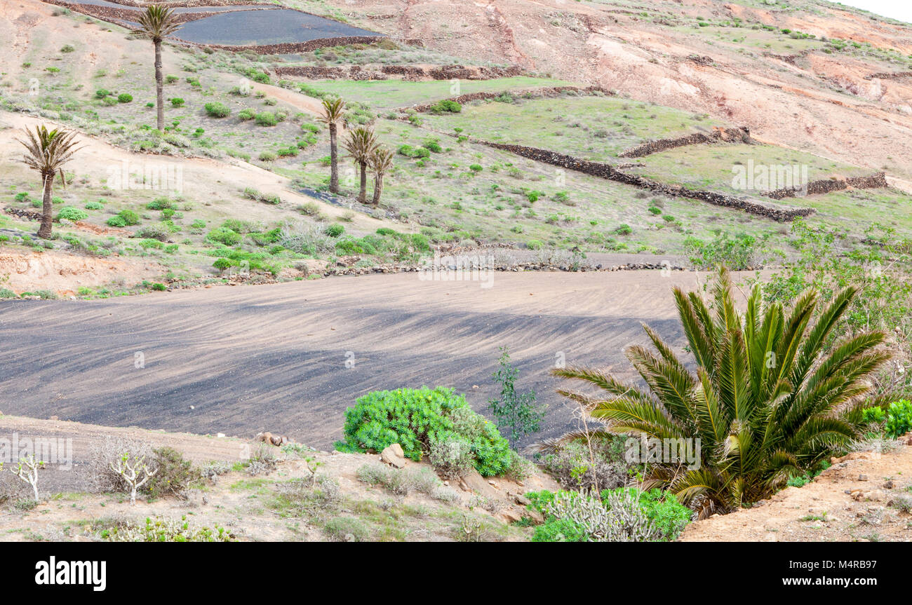 Una tipica vista sulla campagna con i campi sul fianco di un vulcano, Harí-a, Lanzarote Foto Stock