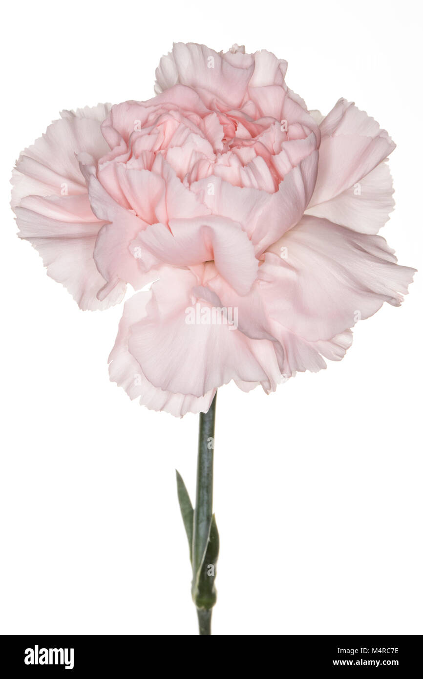 Una sola rosa Garofano Dianthus isolato su uno sfondo bianco Foto Stock