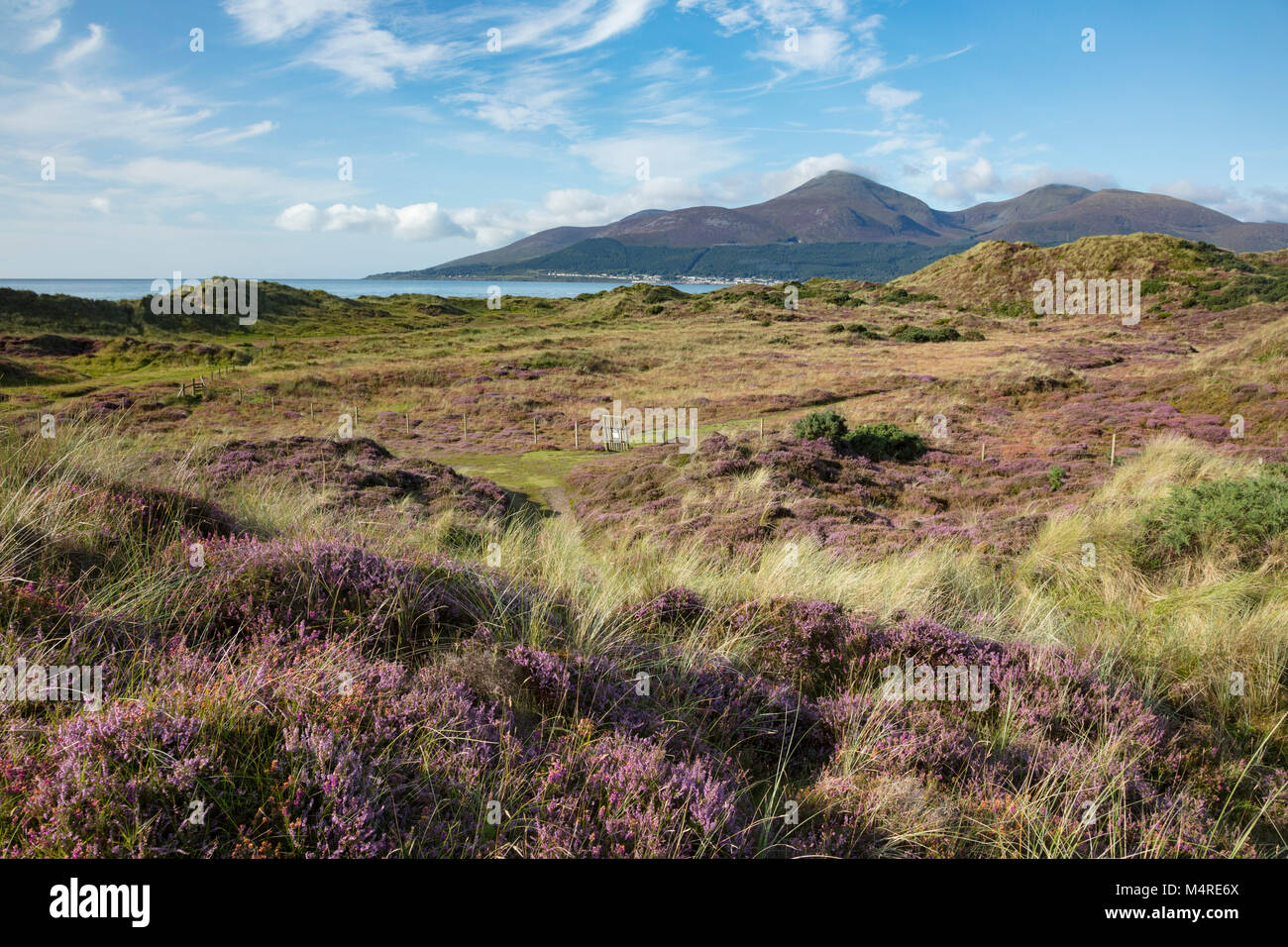 Heather e Mourne Mountains da Murlough Riserva Naturale, County Down, Irlanda del Nord. Foto Stock