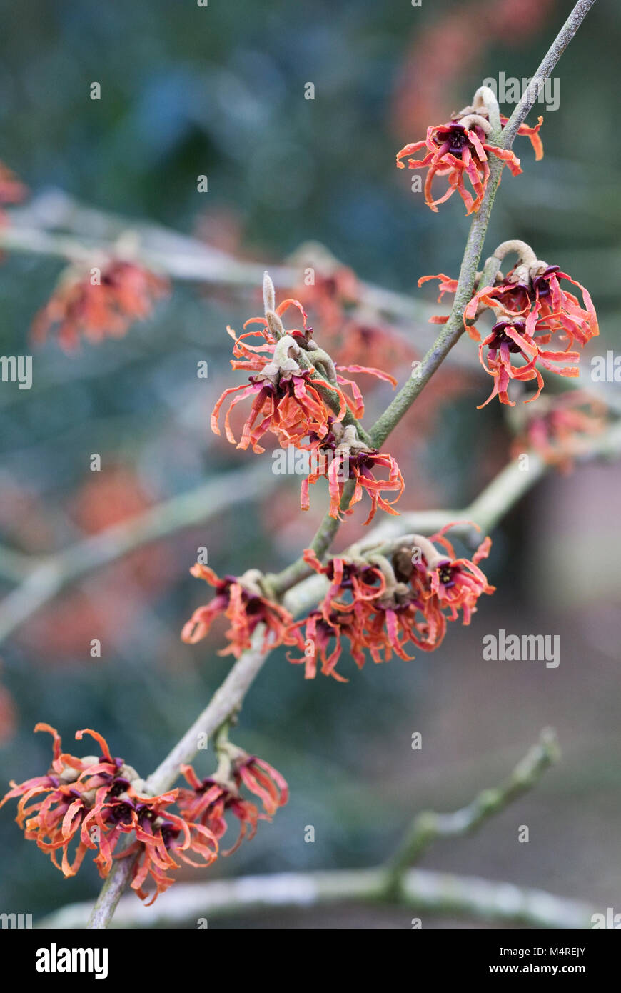 Hamamelis x intermedia Foto Stock