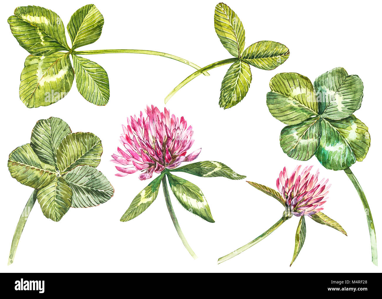 Un set di trifoglio rosso dei fiori e foglie , a quadrifoglio trifoglio e. Acquerello illustrazione botanica. Elemento di design felice Saint Patricks