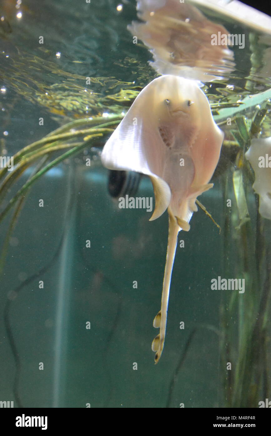 Pesci di raggio giovane che nuotano alla superficie dell'acqua all'Anglesey Sea Zoo, Aquarium. Raggio bambino. Galles Regno Unito Foto Stock