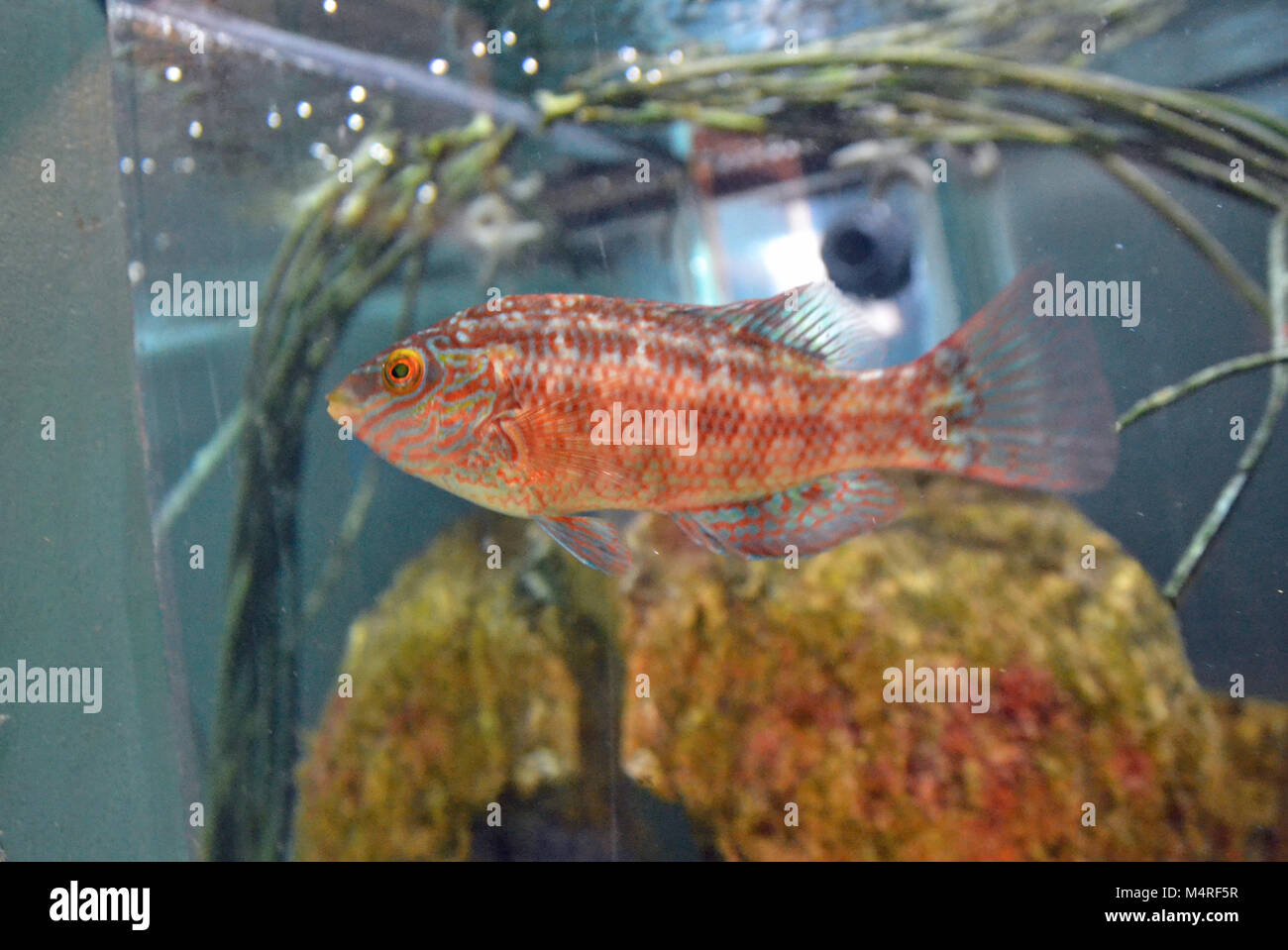 Pesce cichlid rosso di Peacock allo Zoo del Mare di Anglesey, Aquarium, Galles UK Foto Stock