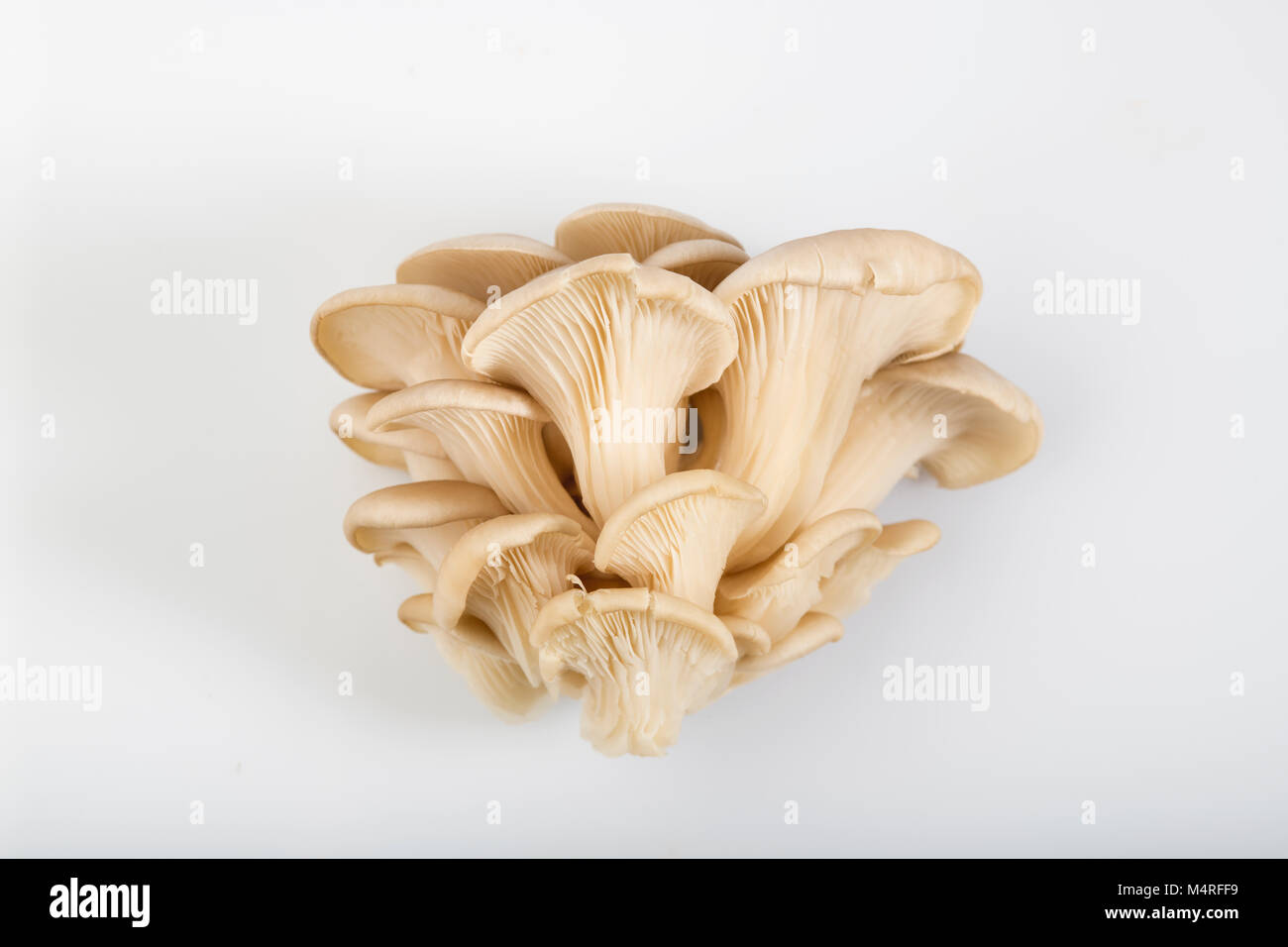 Vista dall'alto di funghi orecchioni isolati su sfondo bianco Foto Stock