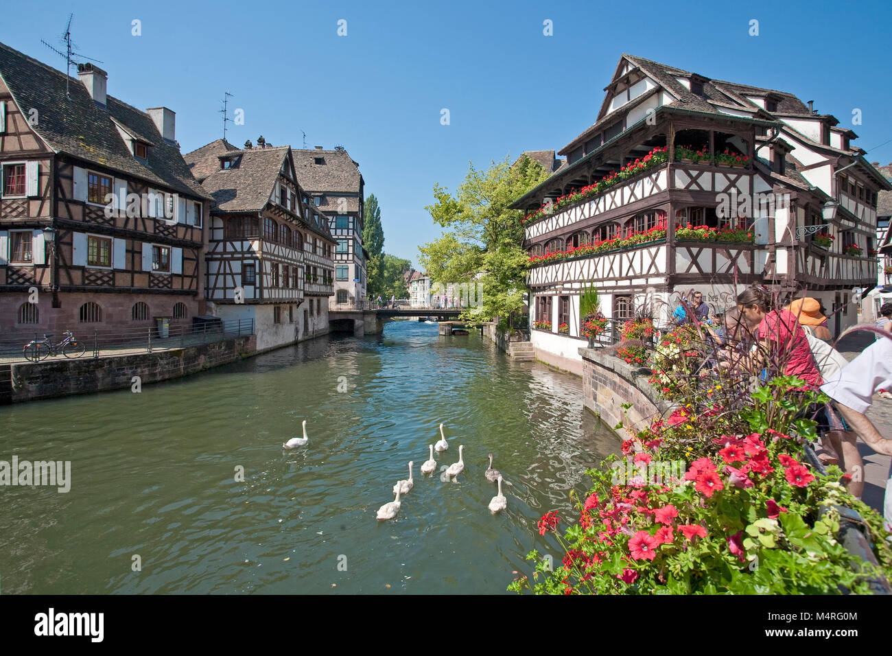 La Maison des Tanneurs a La Petite France (Little France), cigni sul fiume Ill, Strasburgo, Alsazia, Bas-Rhin, Francia, Europa Foto Stock