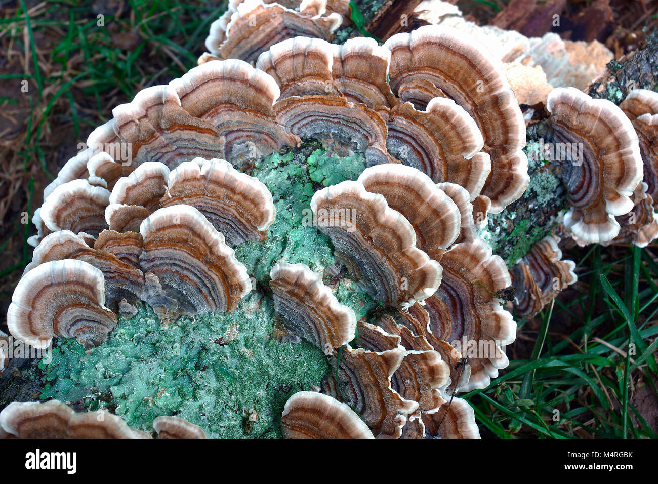 La Turchia di coda (fungo Trametes versicolor). Sinonimi: Coriolus versicolor e Polyporus versicolor Foto Stock