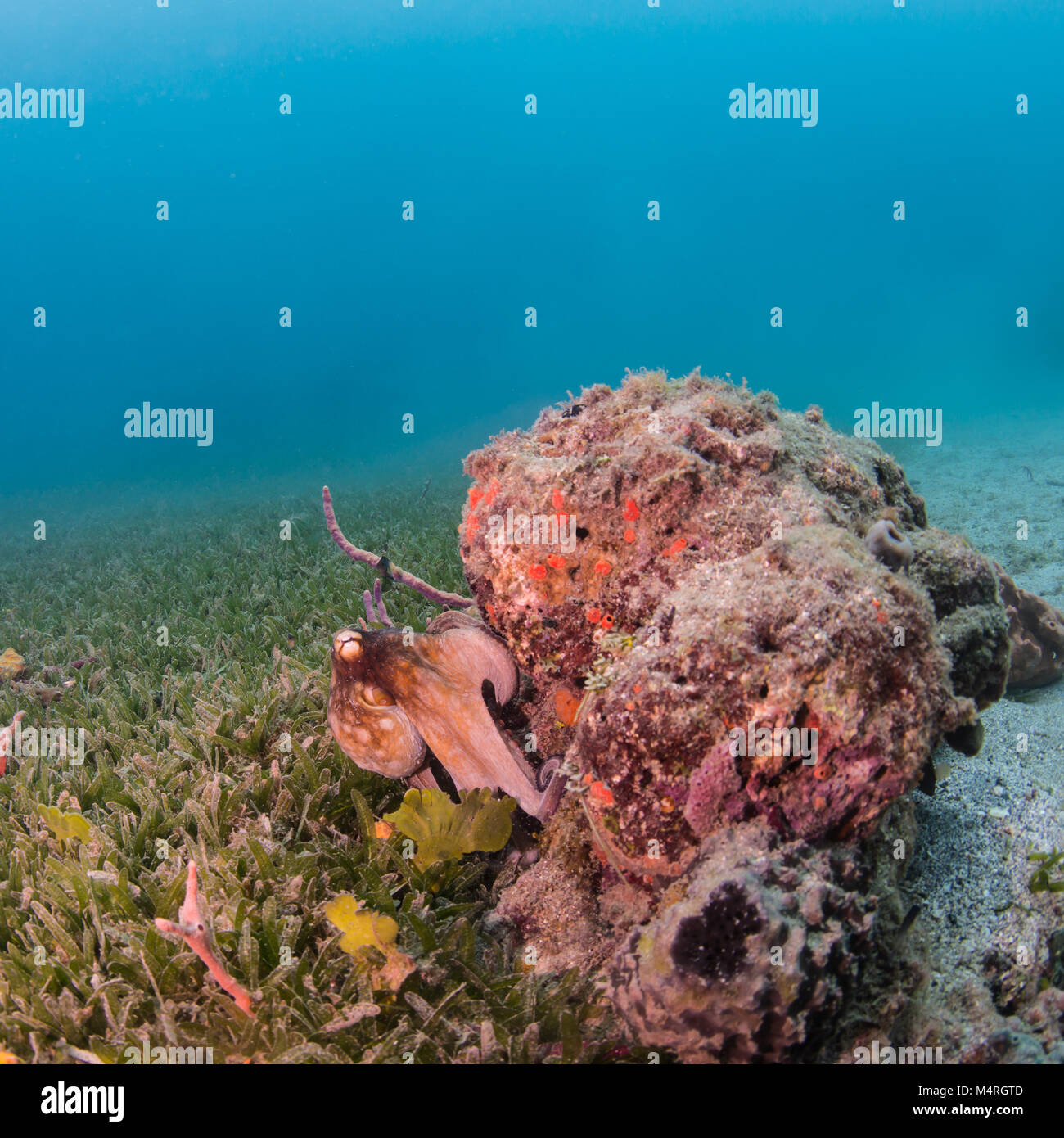 Il polpo in appoggio su una testa di corallo Foto Stock