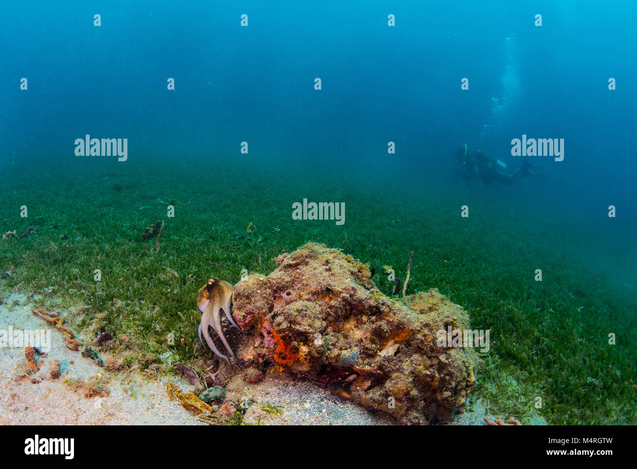 Il polpo nascosti su una testa di corallo Foto Stock