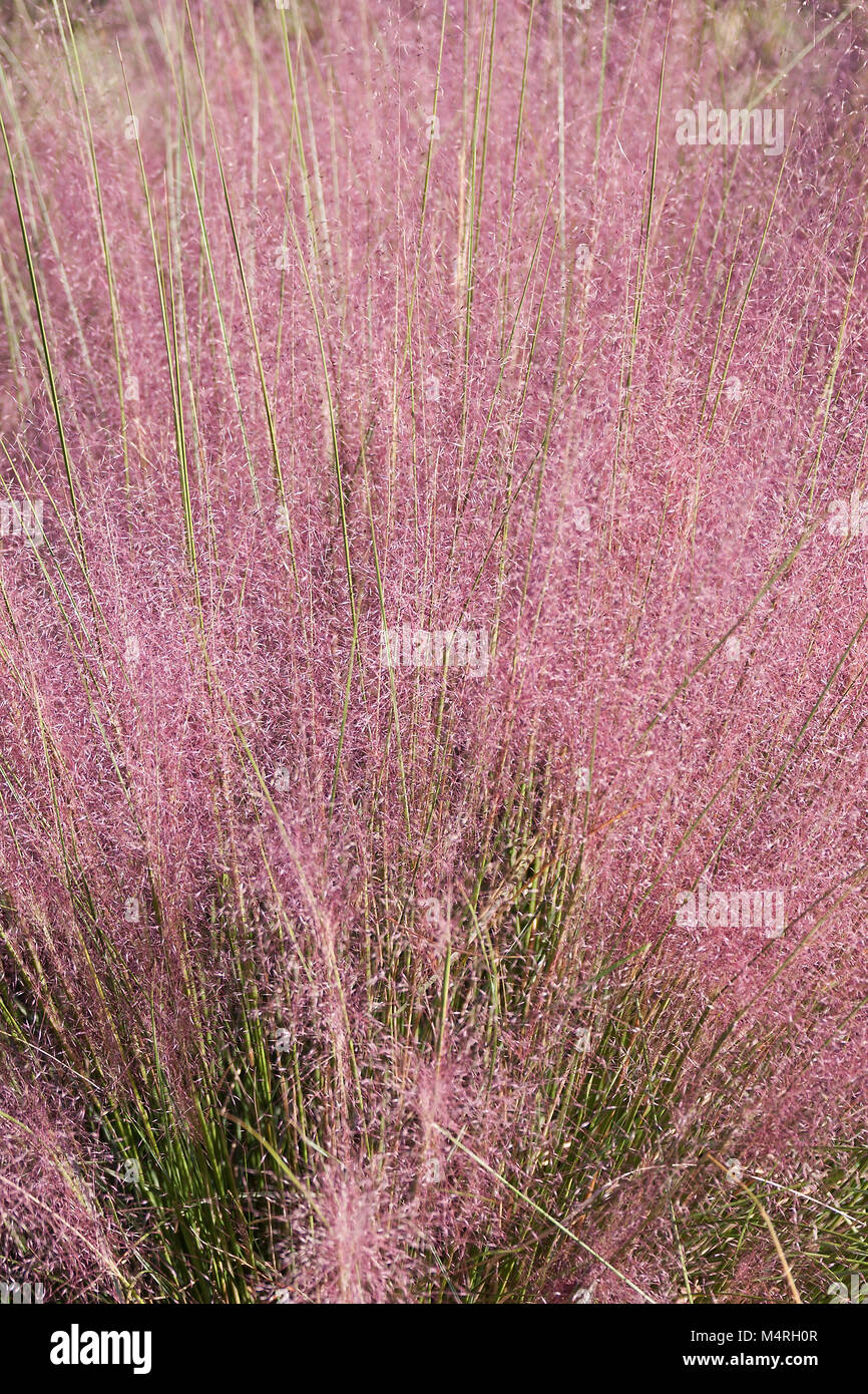 Muhly Hairawn (Muhlenbergia capillaris). Chiamato Golfo anche muhly Foto Stock