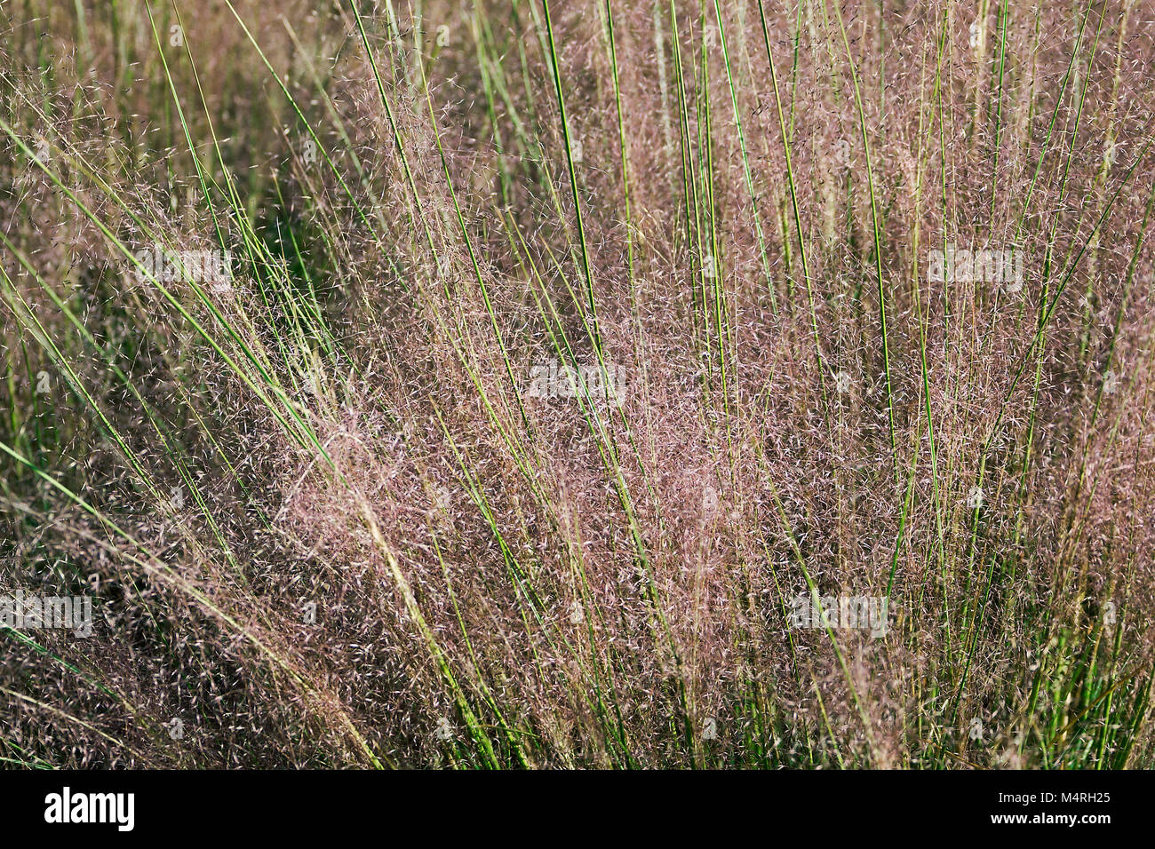 Muhly Hairawn (Muhlenbergia capillaris). Chiamato Golfo anche muhly Foto Stock
