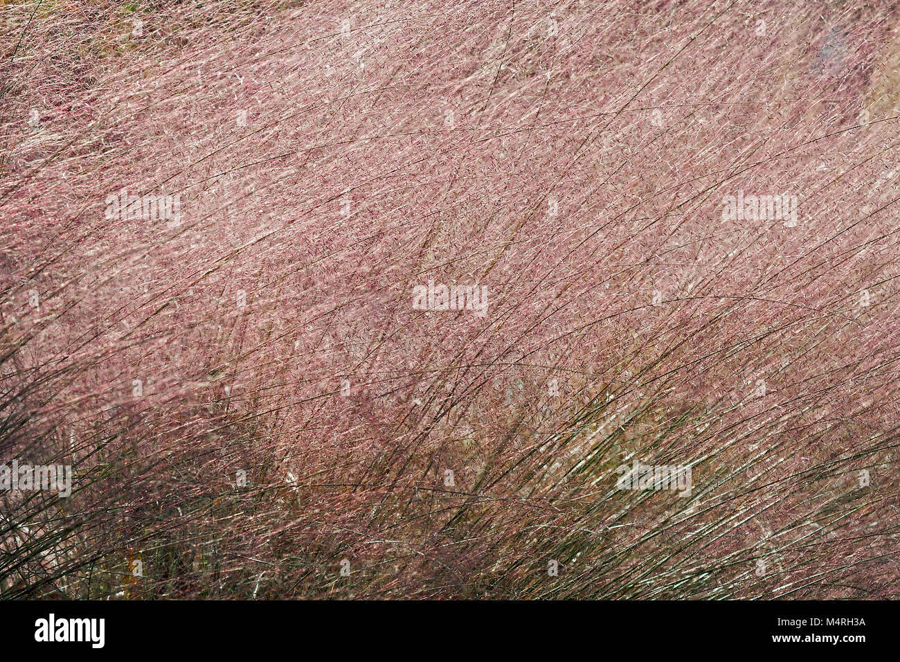 Muhly Hairawn (Muhlenbergia capillaris). Chiamato Golfo anche muhly Foto Stock
