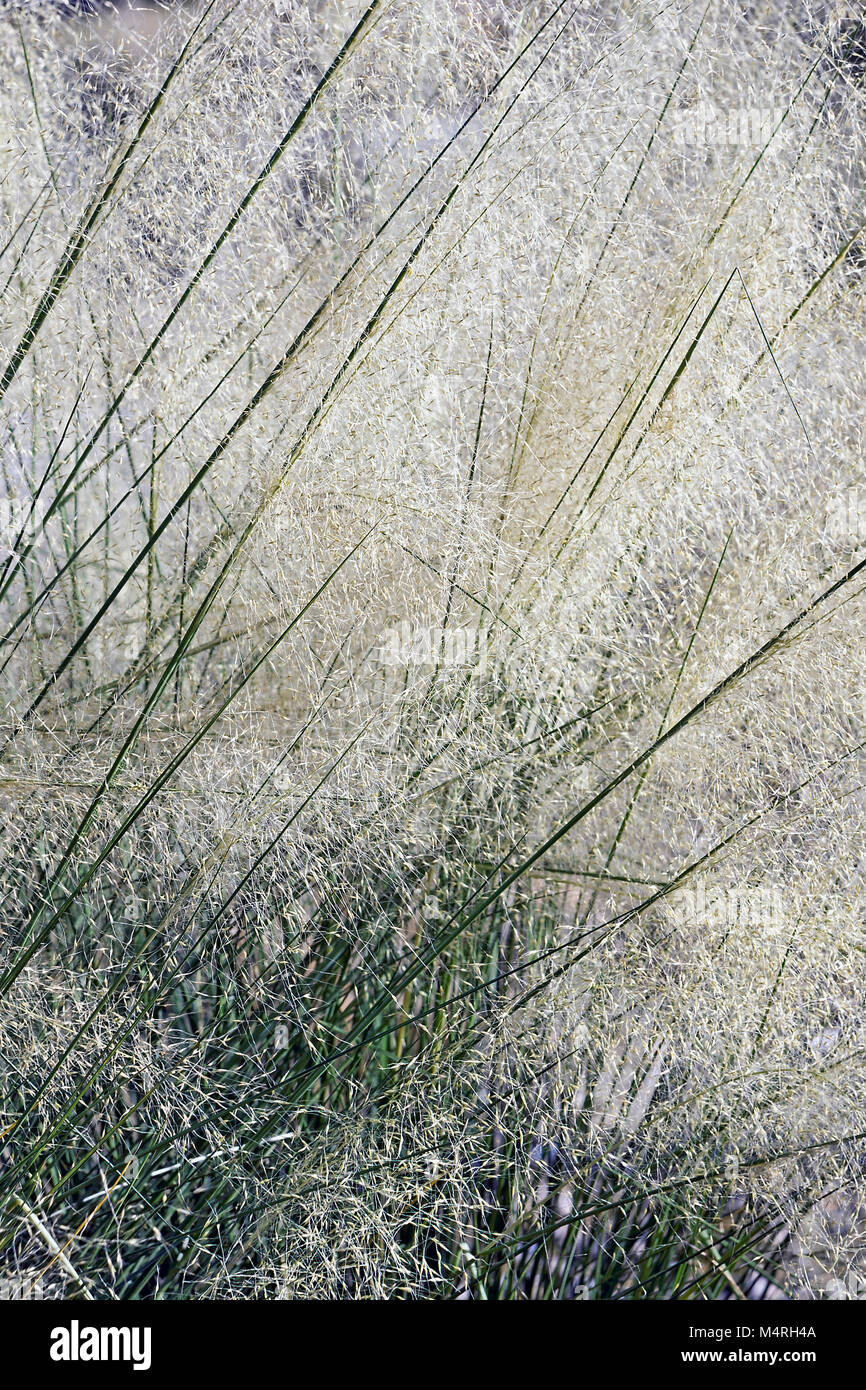 Nuvola Bianca muhly erba (Muhlenbergia capillaris nuvola bianca) Foto Stock