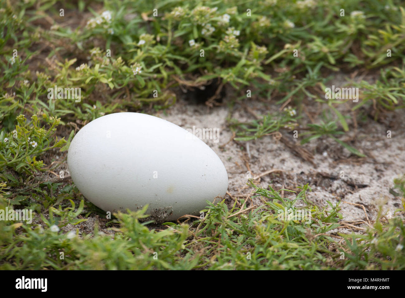 Albatross uovo Phoebastria (sp) Foto Stock