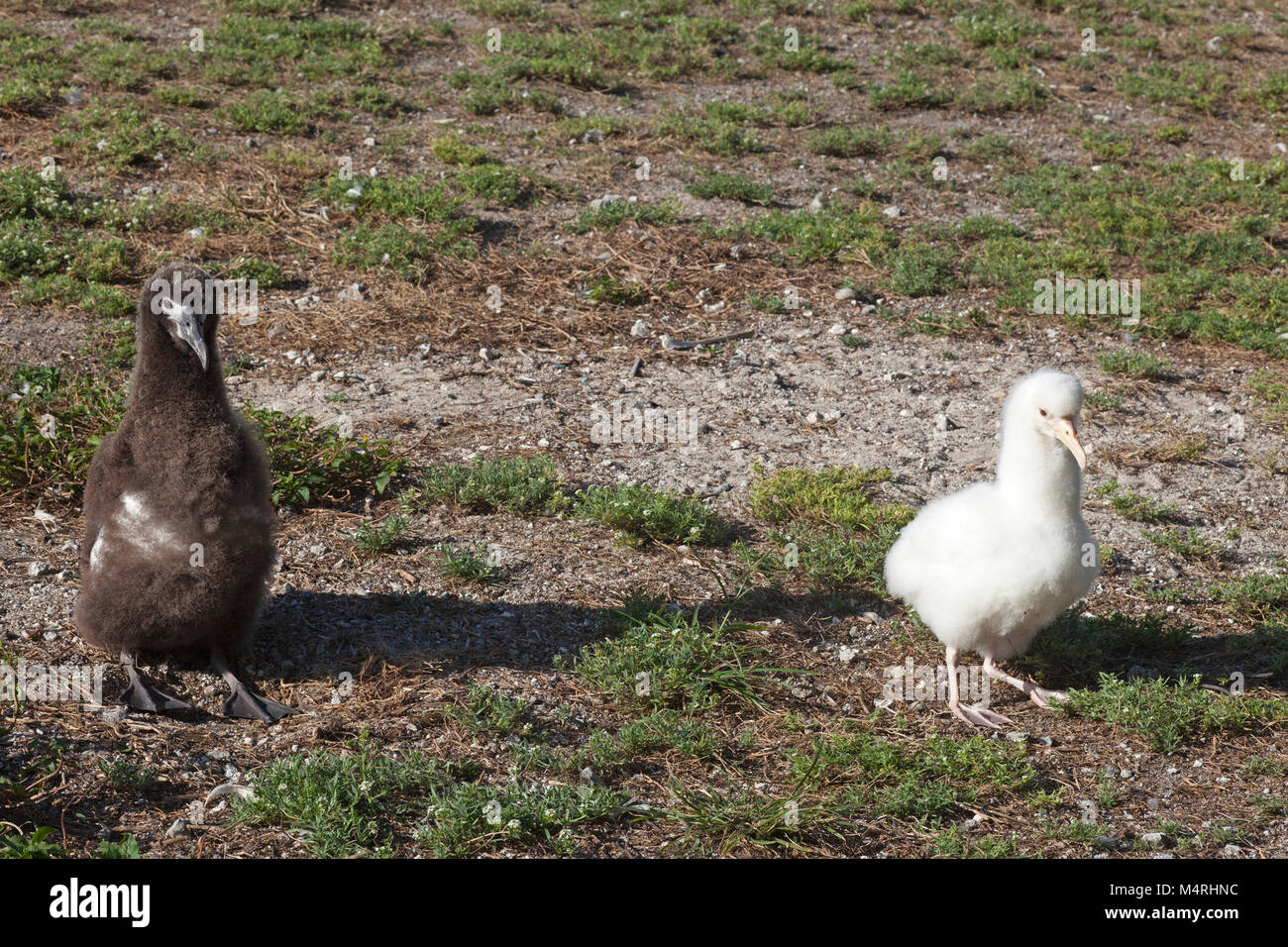 Il pulcino marrone di Laysan Albatross accanto al pulcino leucistico bianco che manca della pigmentazione normale sull'Atollo di Midway. Phoebastria immutabilis Foto Stock