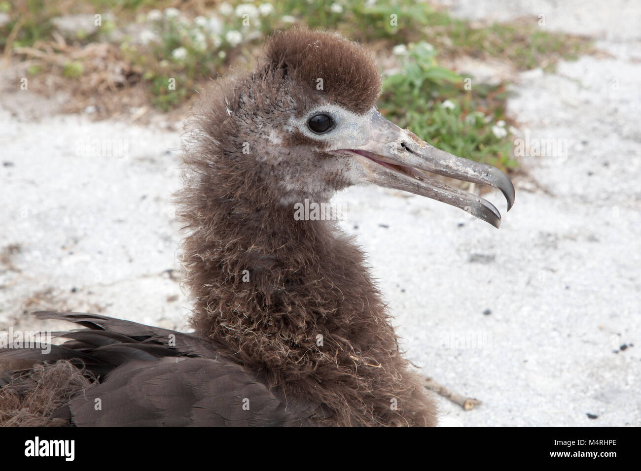 Il novellame di Laysan Albatross (Phoebastria immutabilis) su atollo di Midway Foto Stock