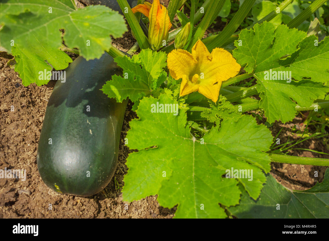 Zucchine Zucchine o nel giardino sboccia splendidamente Foto Stock