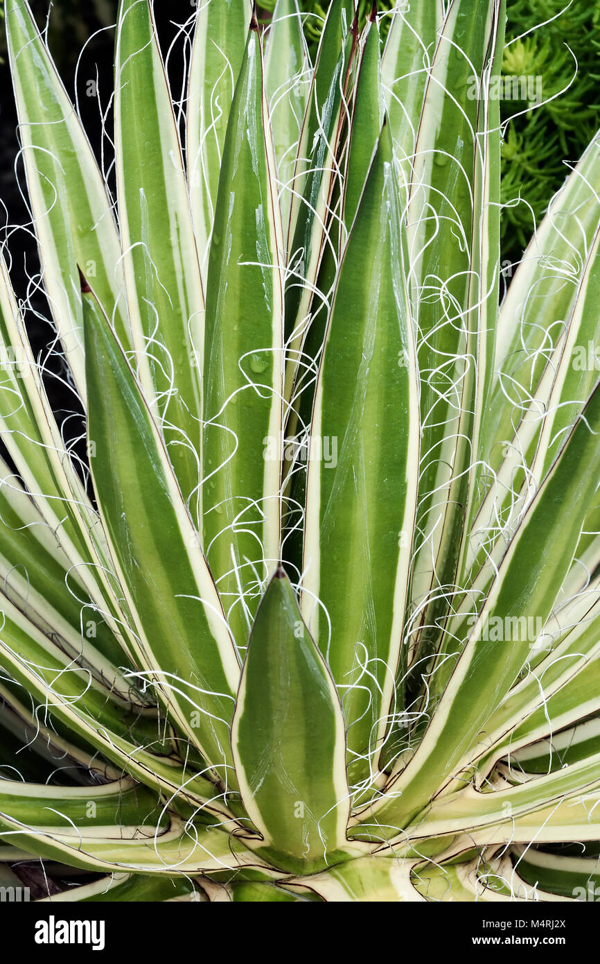 Regina del filo bianco-foglia di agave (Agave schidigera Shira ito no Ohi). Chiamato regina del filo bianco secolo impianto e filettatura Vaiegated-foglia di agave anche Foto Stock