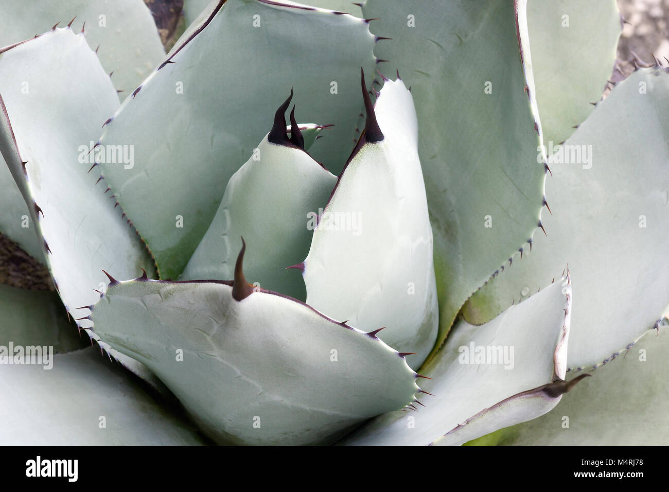 Carciofo (agave Agave parryi var. truncata). Chiamato Mescal agave anche Foto Stock