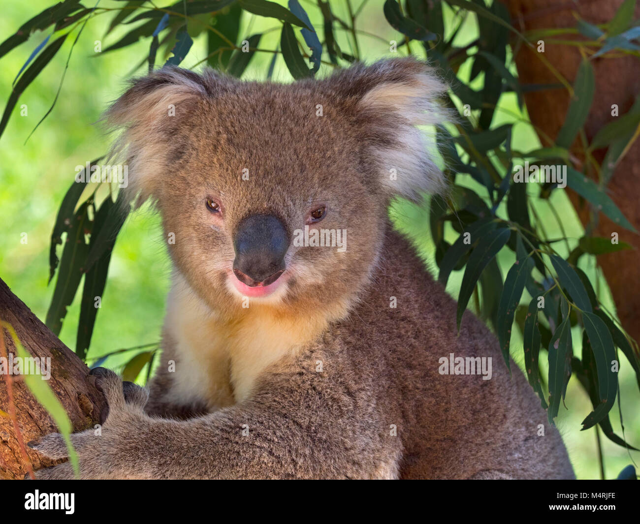 Il Koala Phascolarctos cinereus o impropriamente chiamati koala portano a mangiare le foglie Foto Stock
