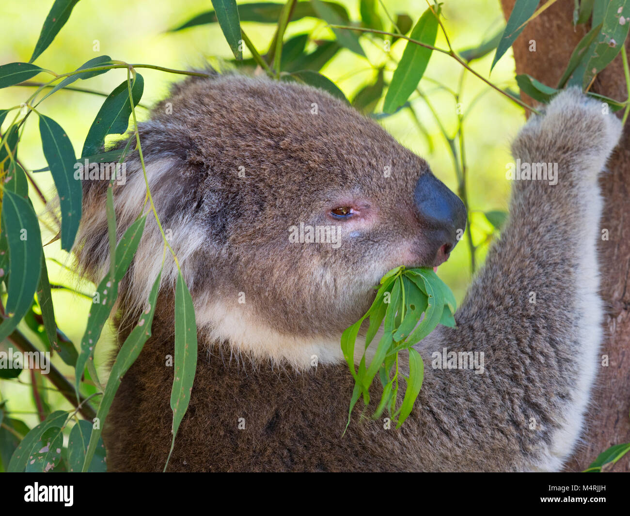 Il Koala Phascolarctos cinereus o impropriamente chiamati koala portano a mangiare le foglie Foto Stock