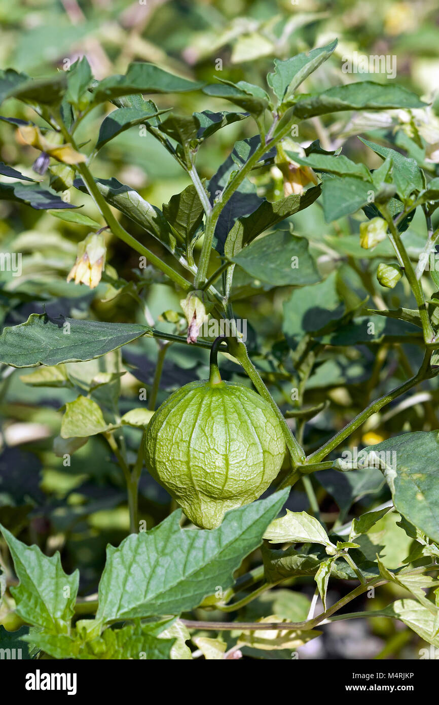 Tomatillo (Physalis philadelphica). Chiamato sansa messicano anche di pomodoro Foto Stock