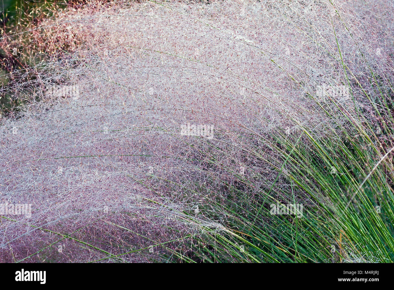 Muhly Hairawn (Muhlenbergia capillaris). Chiamato Golfo anche muhly Foto Stock