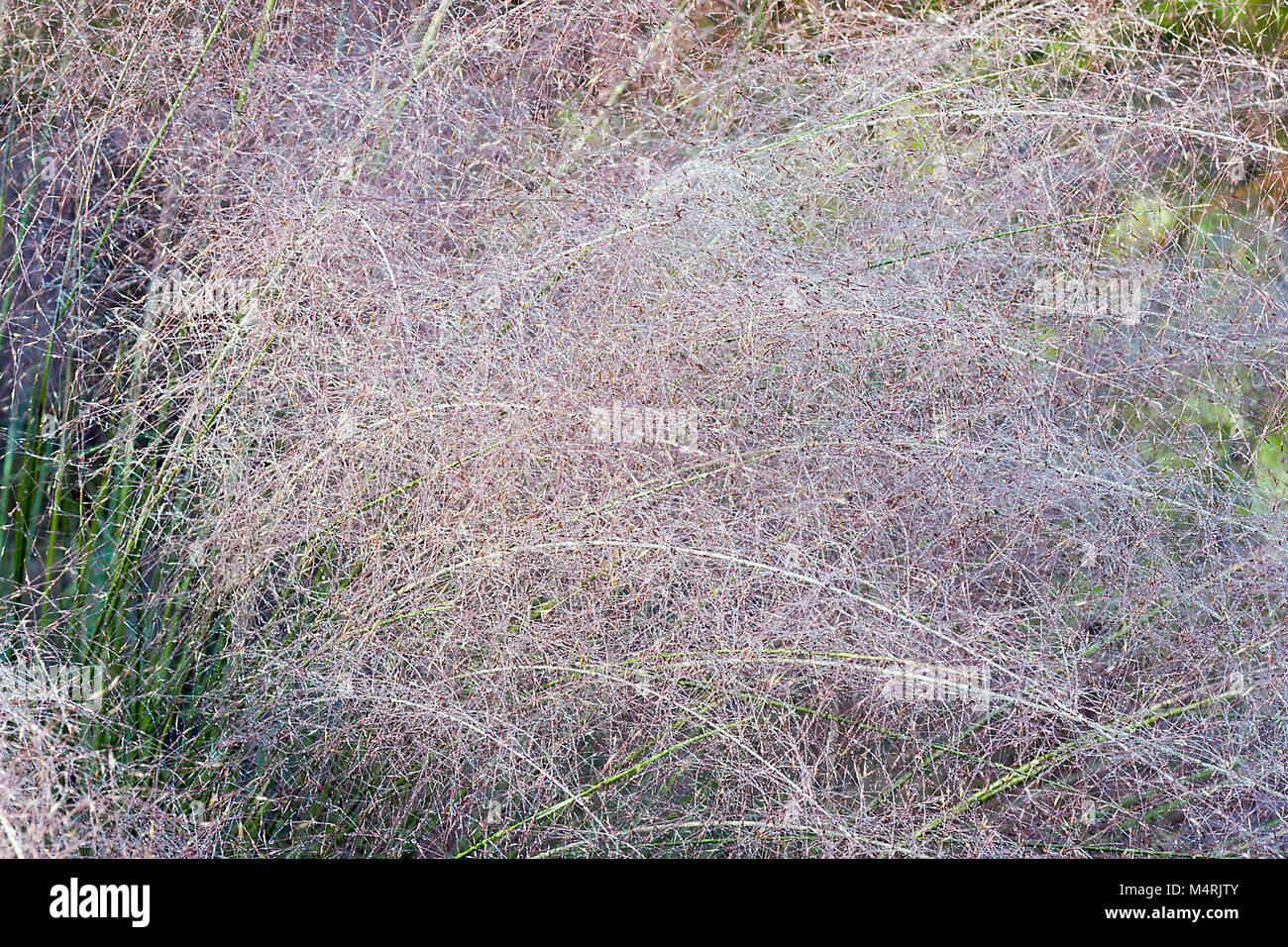 Muhly Hairawn (Muhlenbergia capillaris). Chiamato Golfo anche muhly Foto Stock
