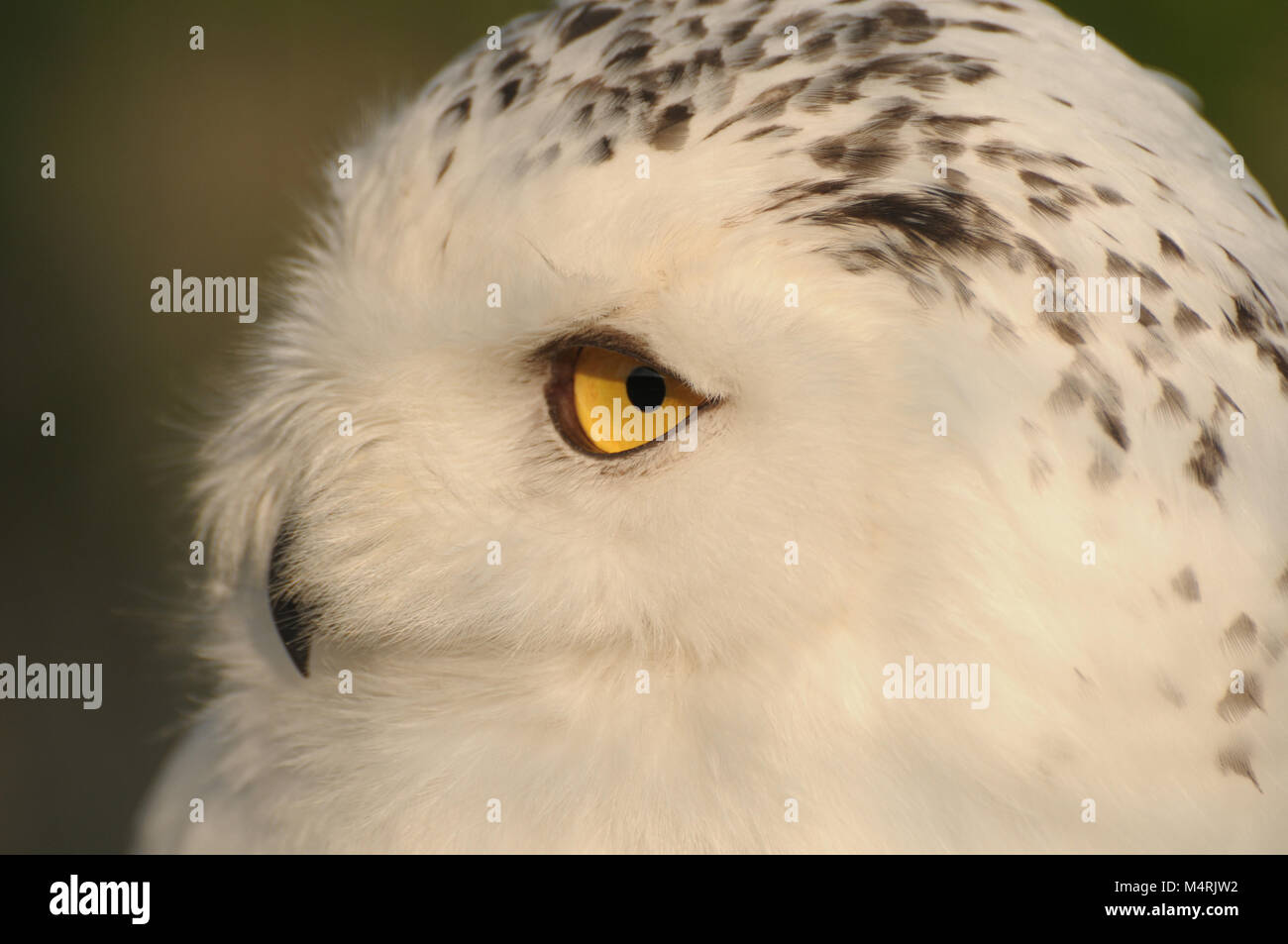 Civetta delle nevi funzioni testata Foto Stock