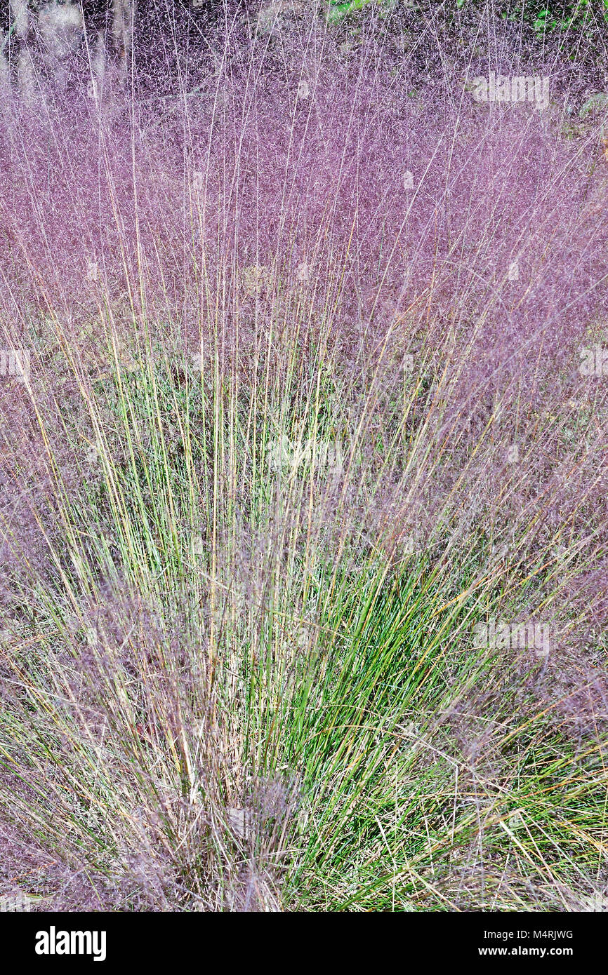 Muhly Hairawn (Muhlenbergia capillaris). Chiamato Golfo anche muhly Foto Stock