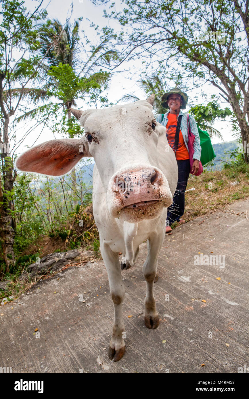 Un one-eared albino carabao, bufalo d'acqua, Bubalus bubalis (originariamente dalla Cambogia) affiora il suo naso alla telecamera a Puerto Galera, Filippine. Foto Stock