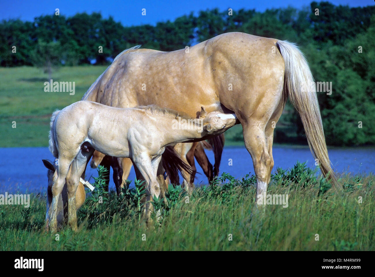 Un bianco American Quarter Horse e il suo puledro stand all'aperto nel loro pascolo nursng in Hoyte, Kansas, Stati Uniti d'America. Foto Stock