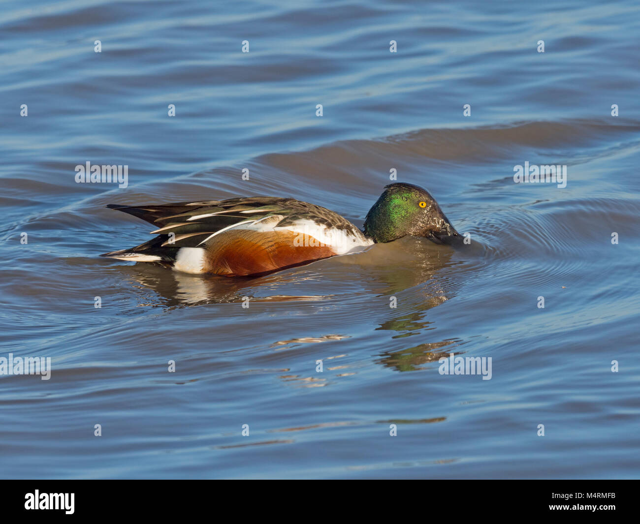 Shoveler Anas clypeata alimentazione drake Foto Stock