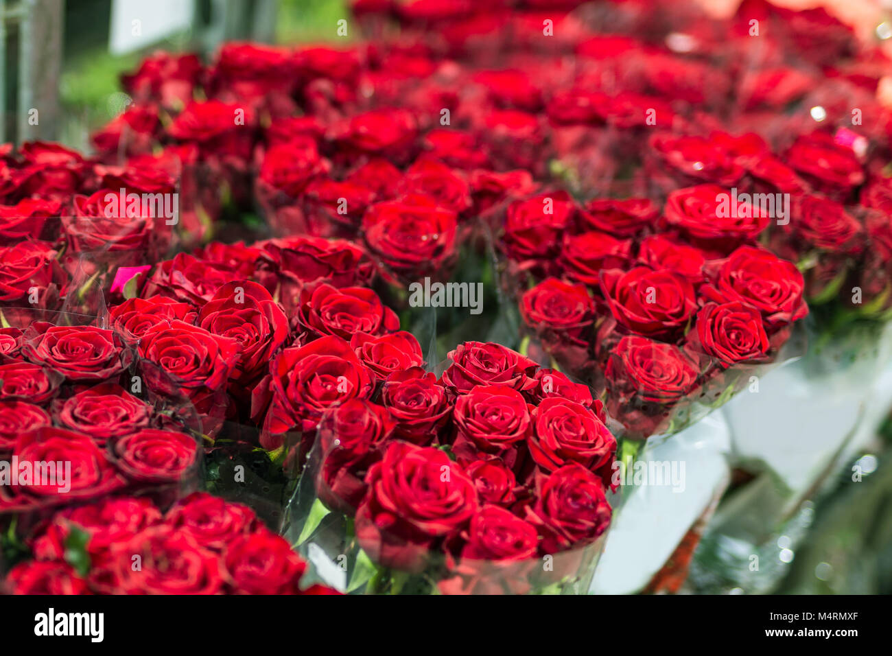 Bella fresca rose rosse al mercato dei fiori. Commercio all'ingrosso  negozio di fiori. Vendita al dettaglio e al lordo di fiori da taglio store  concept Foto stock - Alamy