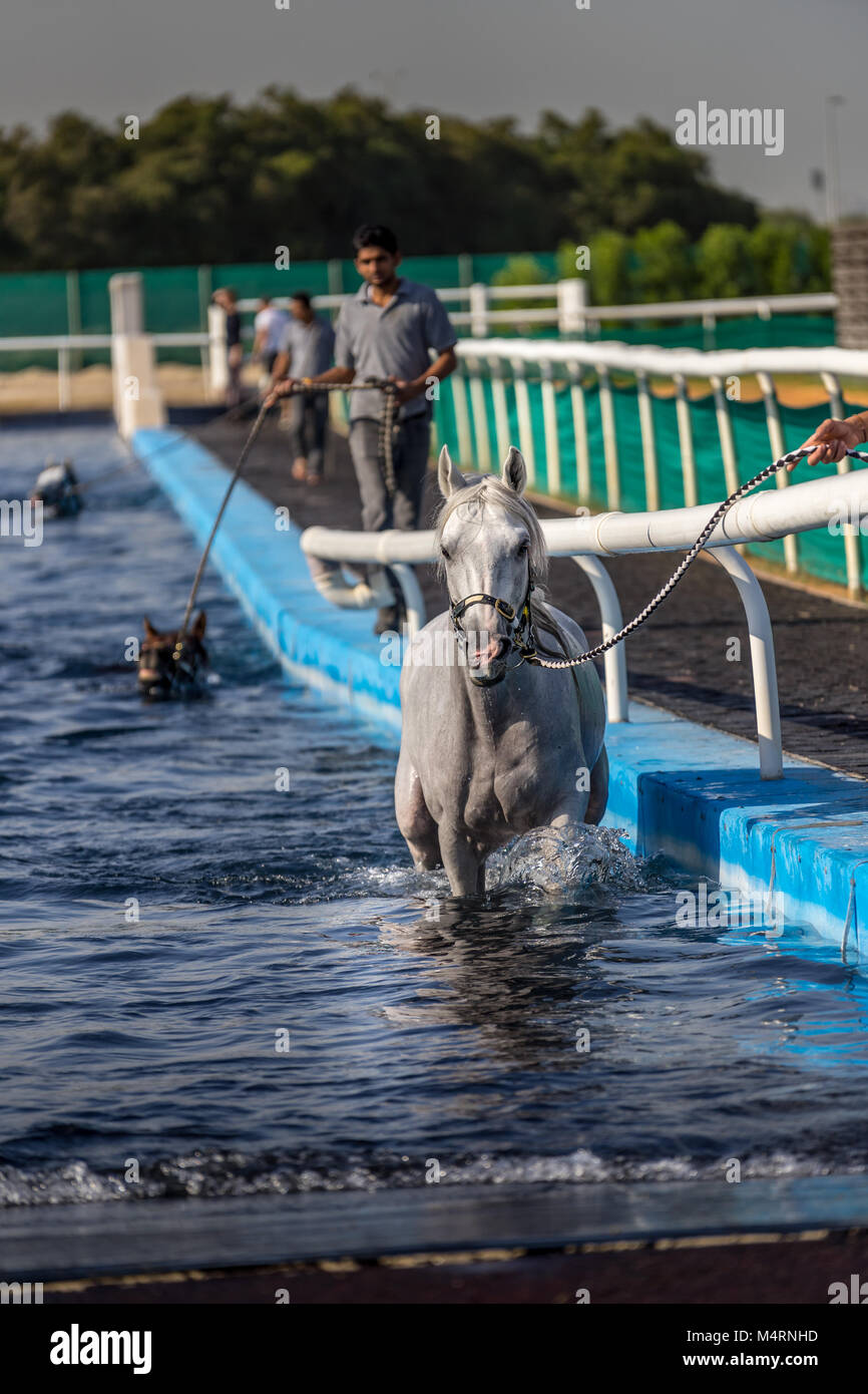 Dubai, EAU. - Jan 10, 2018. L'esercizio dei cavalli da corsa in equine piscina in Dubai EMIRATI ARABI UNITI Foto Stock