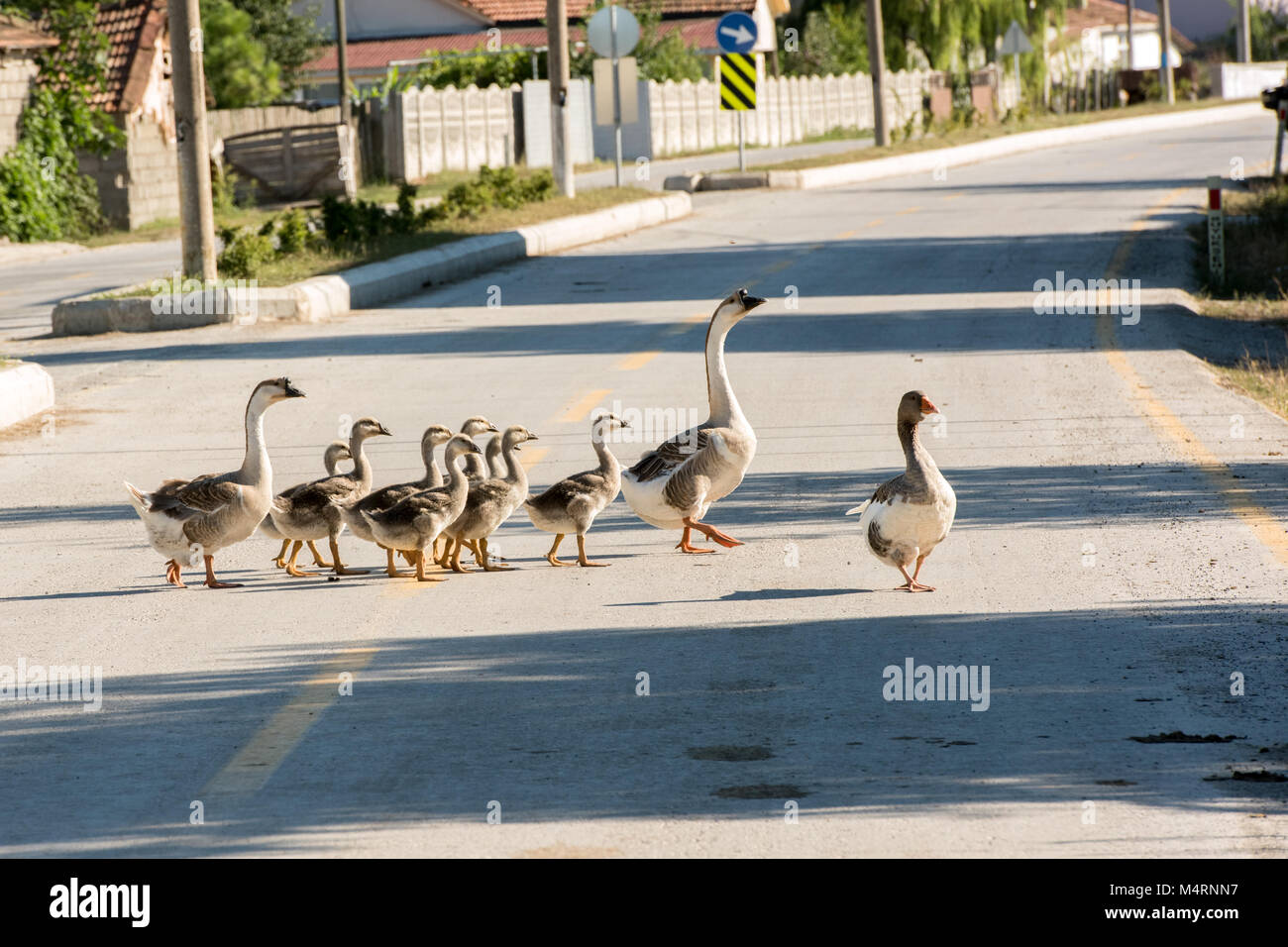 Una famiglia di oche attraversando la strada e dopo aver gustato un giorno,Kızılırmak Delta Foto Stock