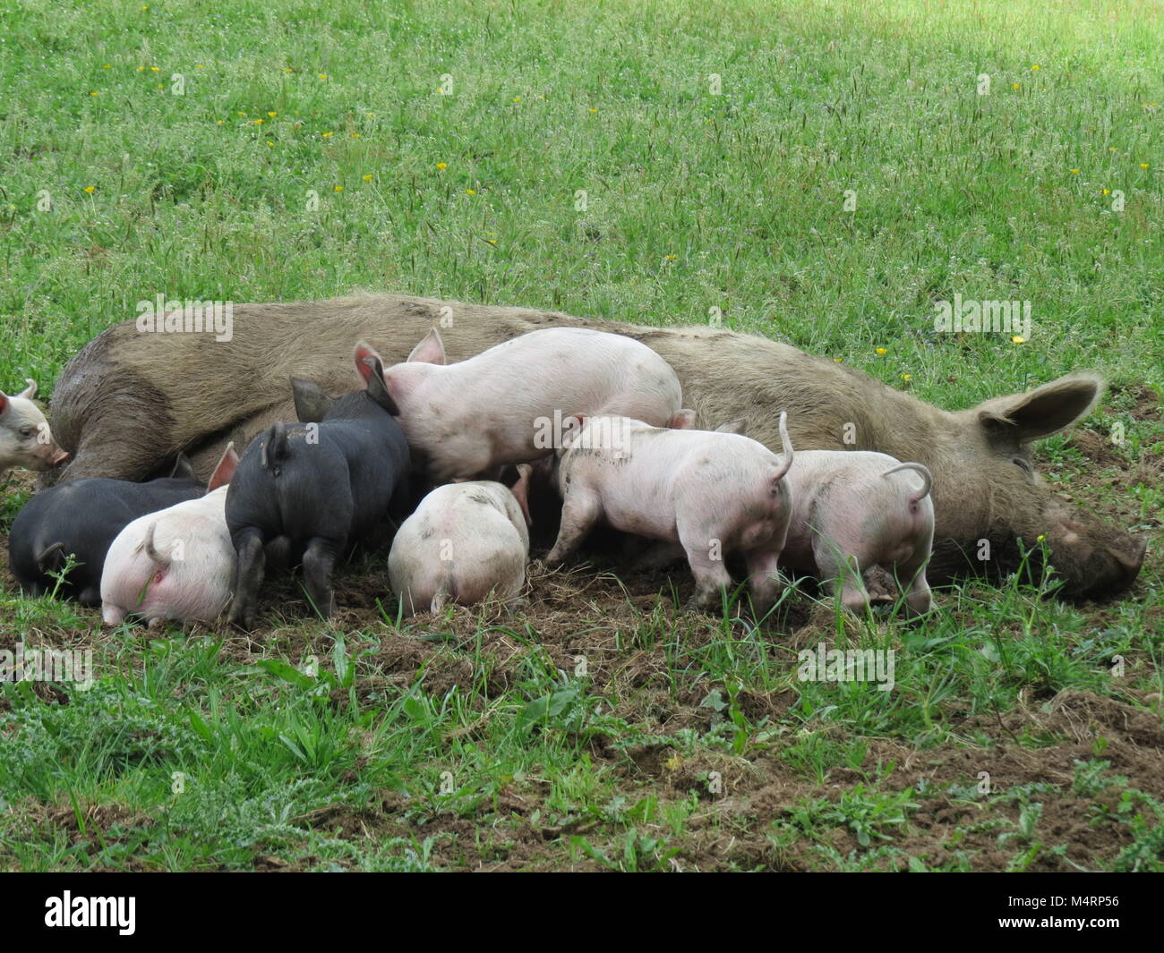 Madre suino con suinetti infermieristica, sul, Denman Island, BC, Canada Foto Stock