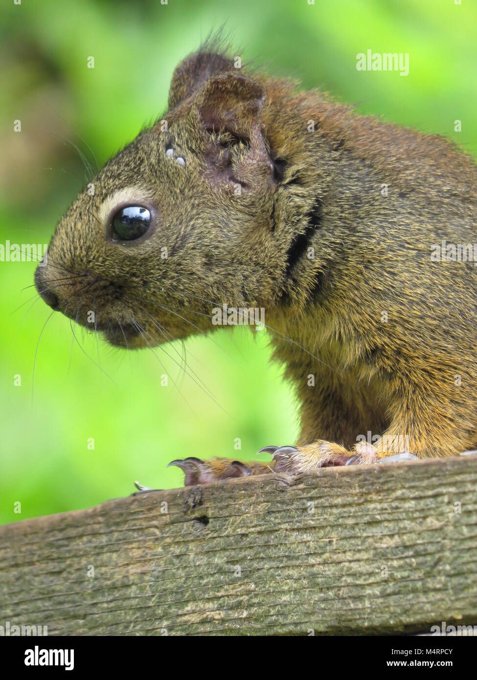 Bella scoiattolo sul post in giardino, sul, Denman Island, BC, Canada Foto Stock
