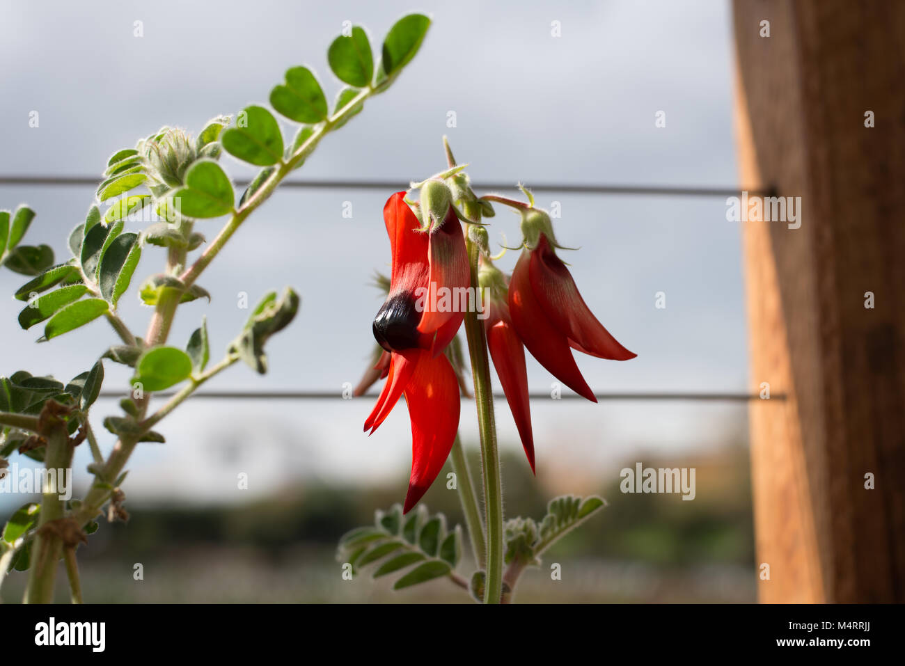In vaso di Sturt Desert Pea: Floral emblema del Sud Australia Foto Stock