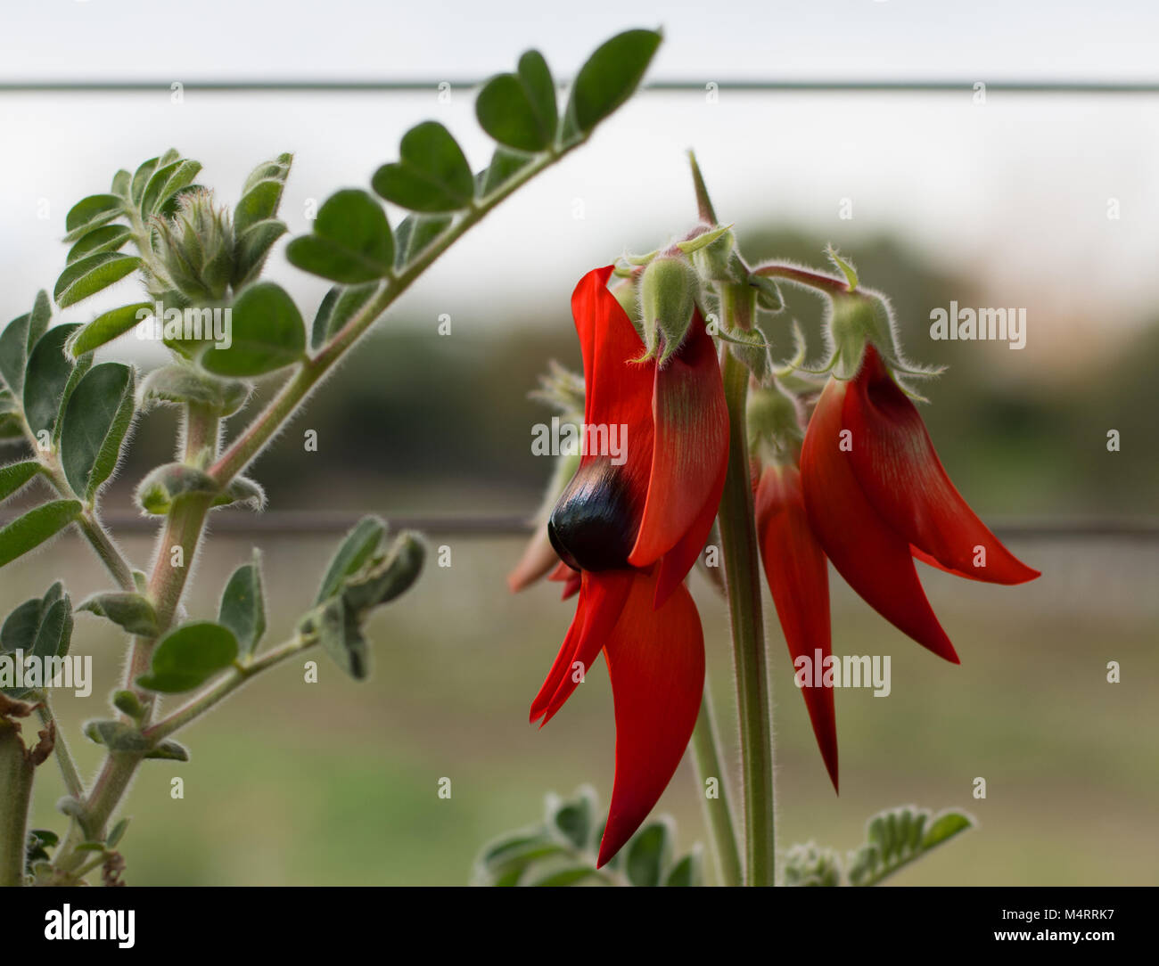 In vaso di Sturt Desert Pea: Floral emblema del Sud Australia Foto Stock