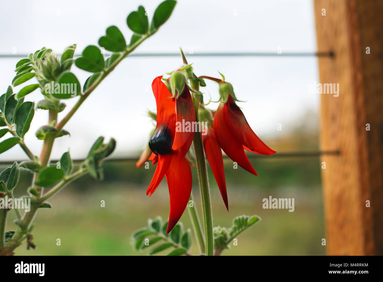 In vaso di Sturt Desert Pea: Floral emblema del Sud Australia Foto Stock