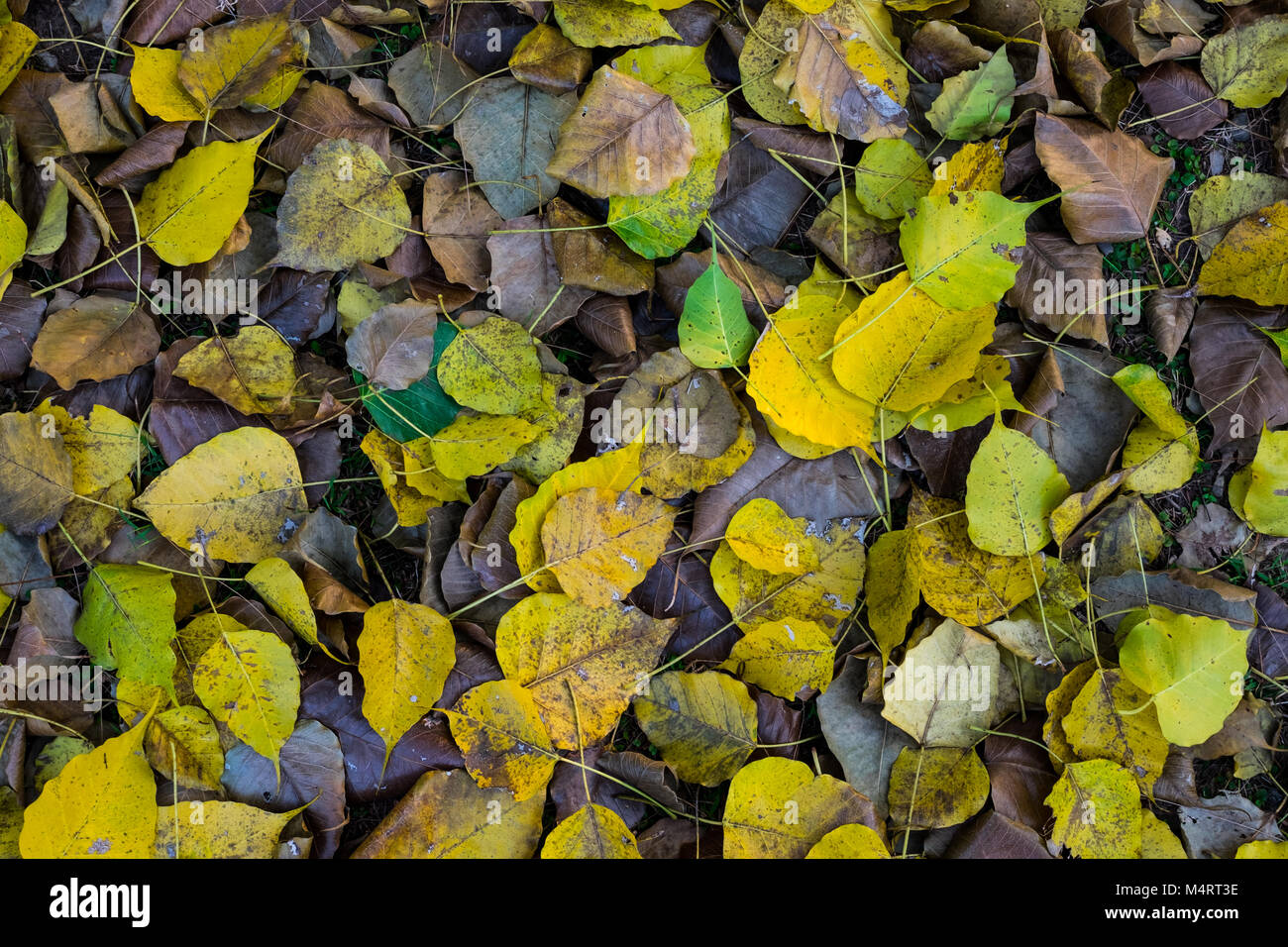 Marrone e secca e foglie di giallo sulla terra sotto il grande albero nel parco pubblico, il fuoco selettivo. Foto Stock