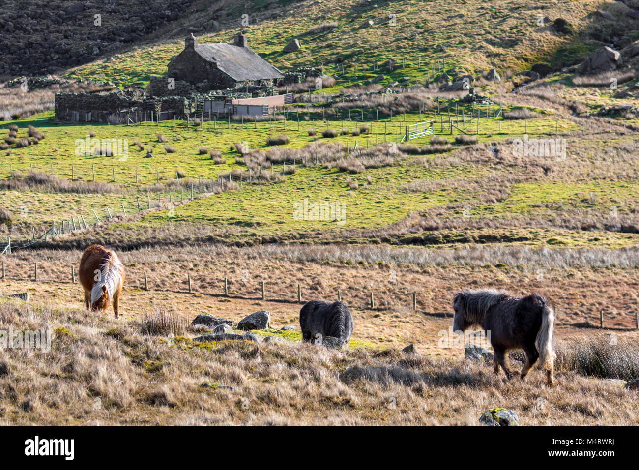 Wild Welsh Carneddau Ponies pascolando nella Llyn Eigiau parte della valle di til Carneddau Mountains e il Parco Nazionale di Snowdonia nel Galles, Regno Unito Foto Stock