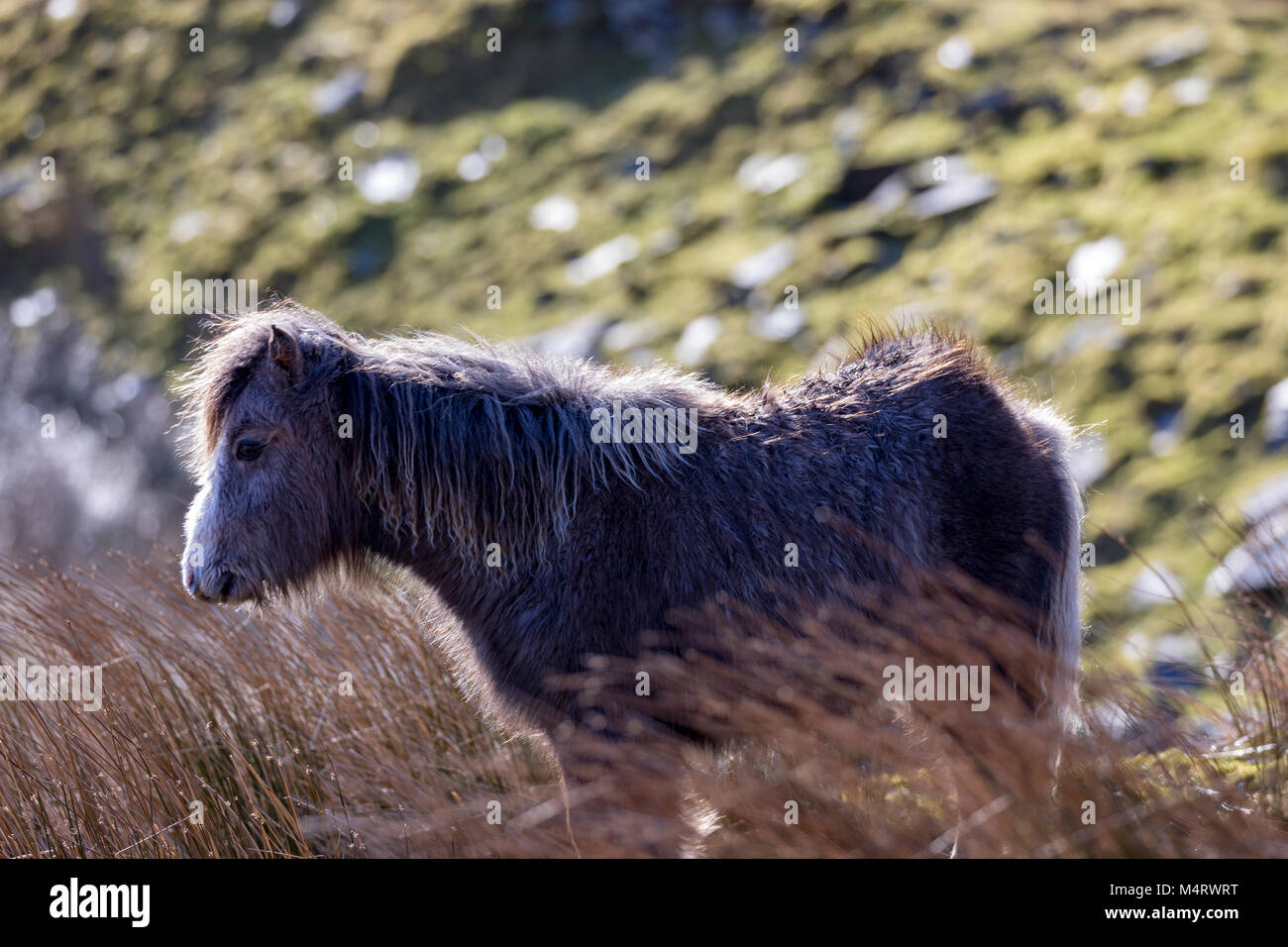 Carneddau Pony si fermò il sole mattutino nel Llyn Eigiau valle a bordo del Carneddau Mountain Range in Galles del Nord, Foto Stock