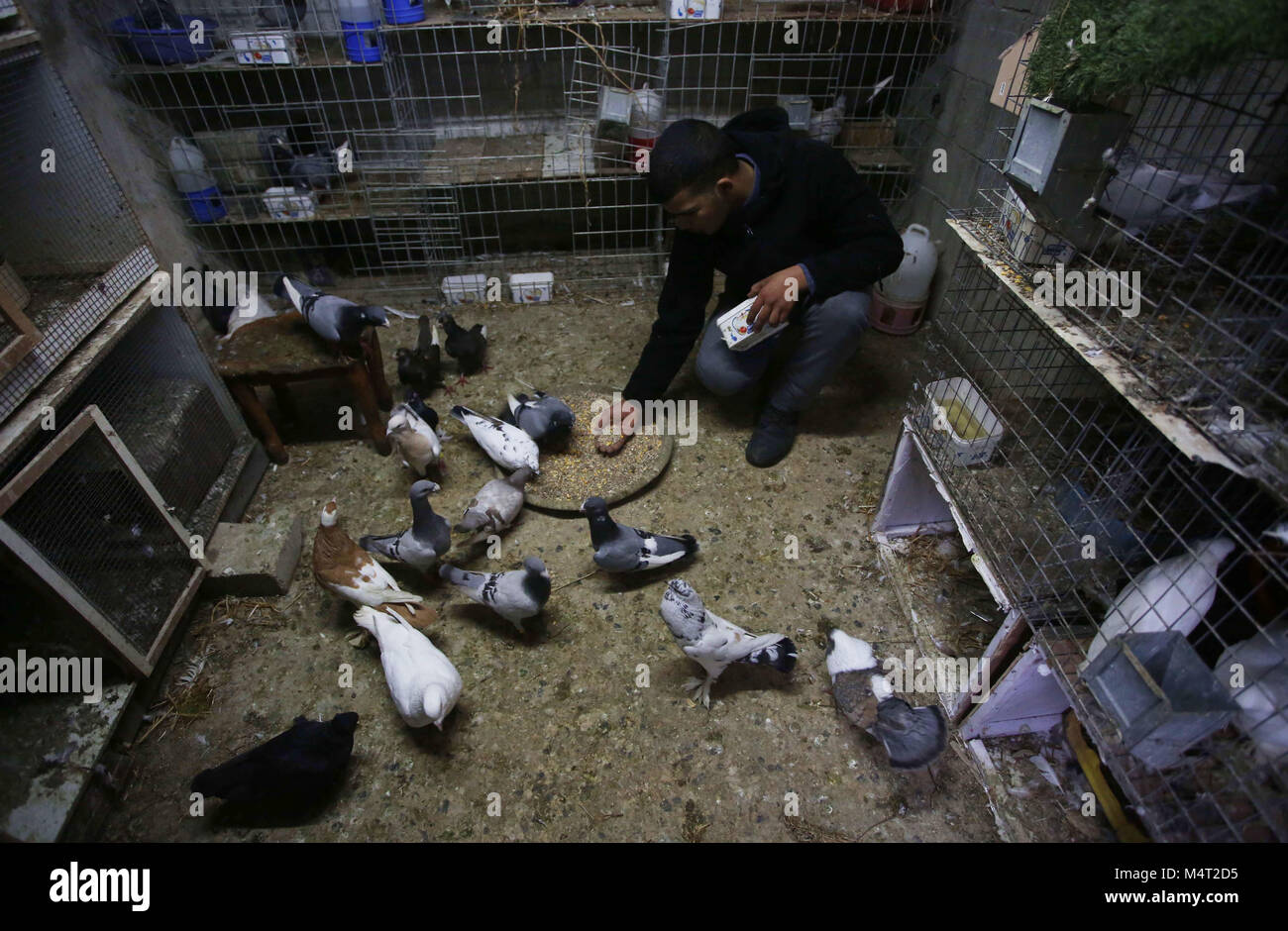 Nablus. Xvii Feb, 2018. Piccione palestinese allevatore Mohammed Ramadan alimenta i suoi piccioni in Cisgiordania città di Nablus, nel febbraio 17, 2018. Il Ramadan ha alimentato i piccioni sul tetto della sua casa per 18 anni. Ora egli solleva circa quindici specie di colombi per sostenere la sua famiglia attraverso la vendita e acquisto di uccelli. Credito: Ayman Nobani/Xinhua/Alamy Live News Foto Stock