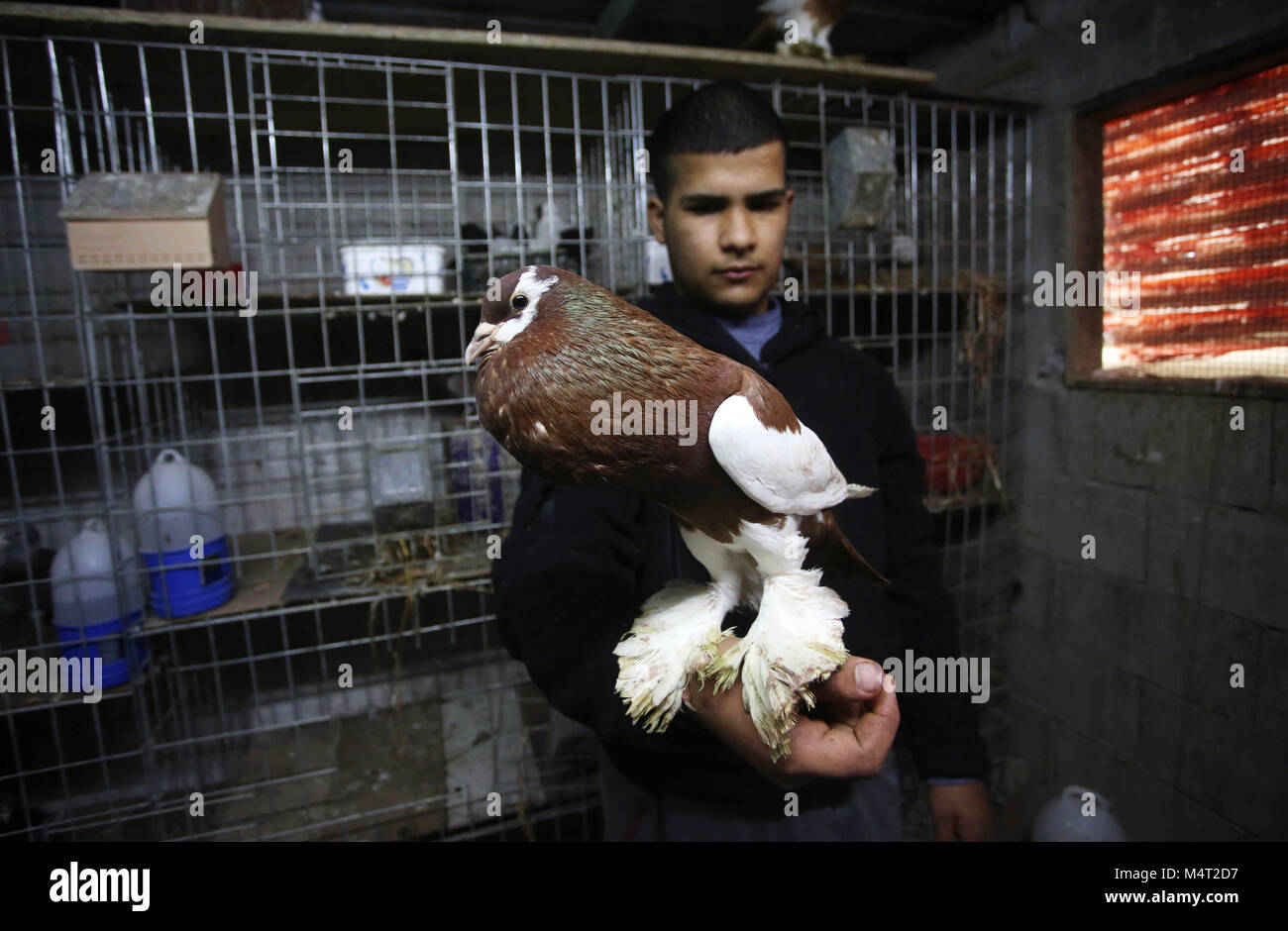 Nablus. Xvii Feb, 2018. Piccione palestinese allevatore Mohammed Ramadan mostra il suo piccione in Cisgiordania città di Nablus, nel febbraio 17, 2018. Il Ramadan ha alimentato i piccioni sul tetto della sua casa per 18 anni. Ora egli solleva circa quindici specie di colombi per sostenere la sua famiglia attraverso la vendita e acquisto di uccelli. Credito: Ayman Nobani/Xinhua/Alamy Live News Foto Stock
