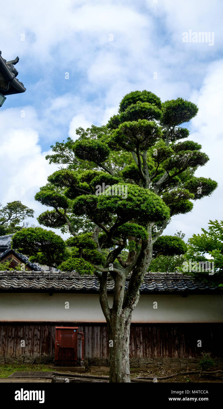 La potatura giapponese e scolpita ad albero. Edificio in background. --Matsura Museo Storico, Hirado, di Nagasaki, Giappone. Foto Stock