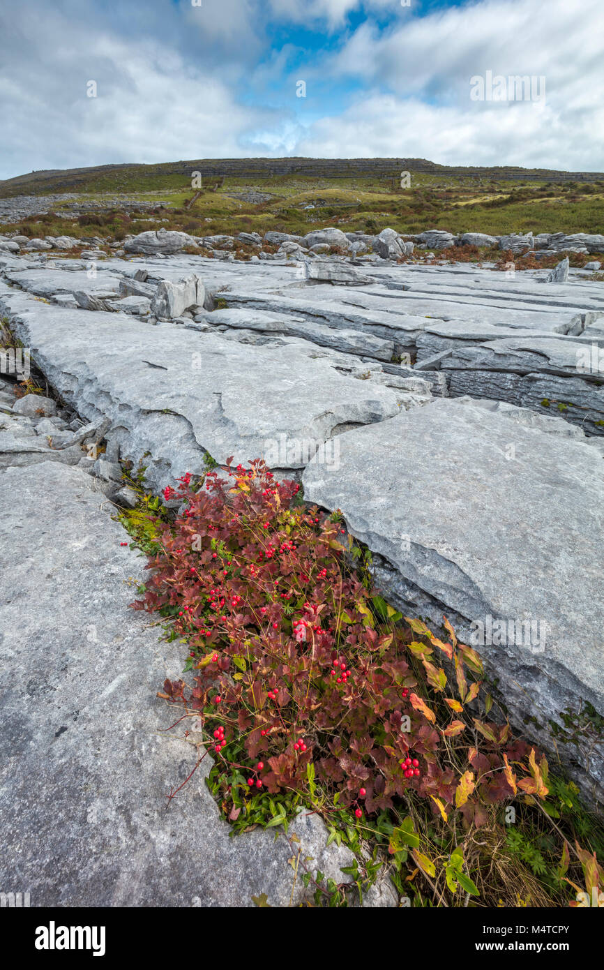 Viburno rose che crescono in un grike tra la pavimentazione di pietra calcarea, Burren, County Clare, Irlanda. Foto Stock