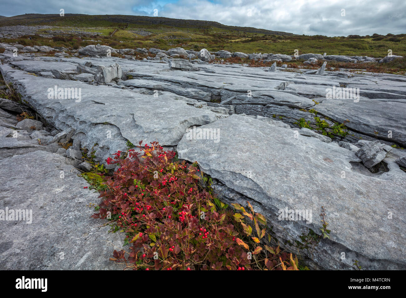 Viburno rose che crescono in un grike tra la pavimentazione di pietra calcarea, Burren, County Clare, Irlanda. Foto Stock