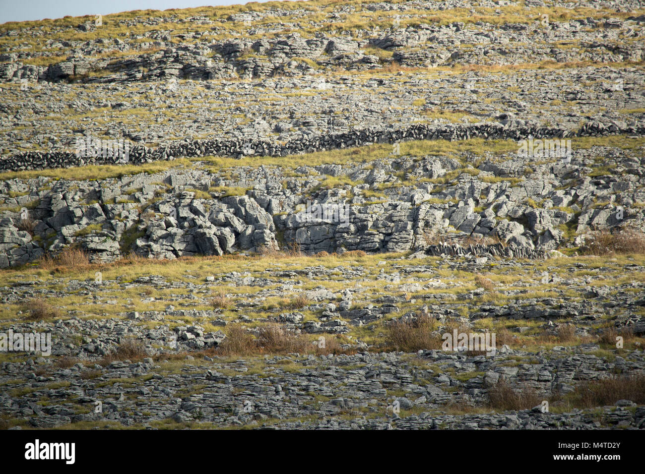 Collina calcarea neai Ail na Cronain, Burren, County Clare, Irlanda. Foto Stock